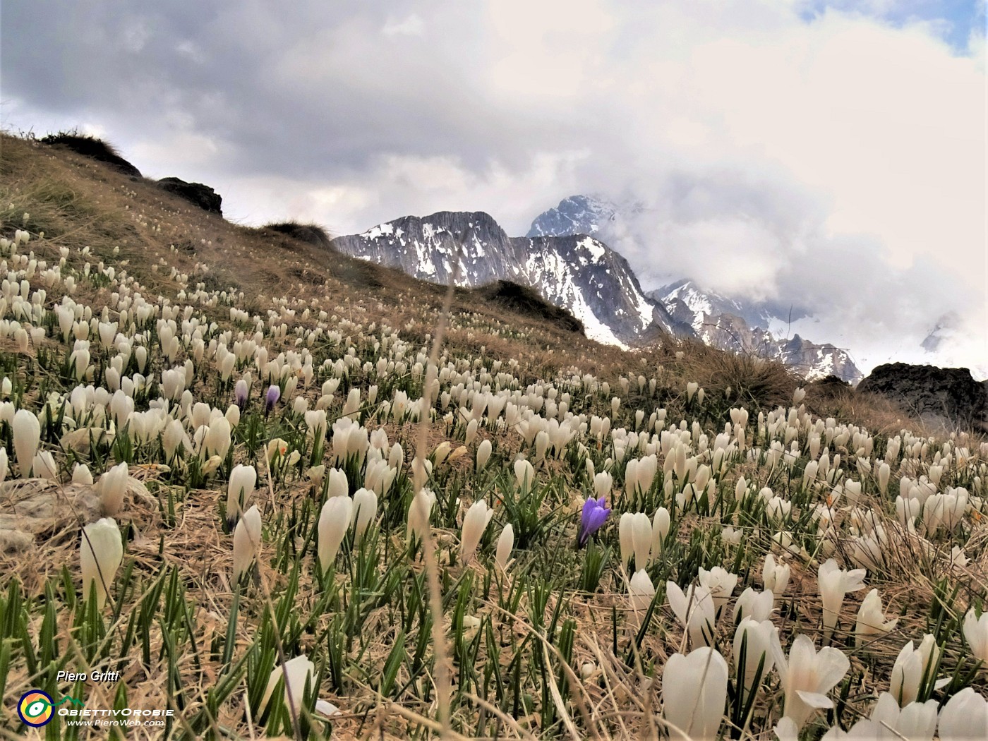 64 Nuvoloni in cielo, i Crocus si sonochiusi  mancando il sole.JPG